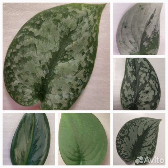 Сциндапсусы сортовые