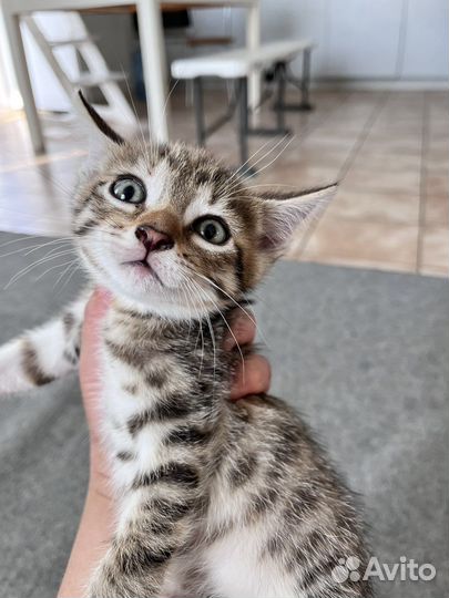 Котята