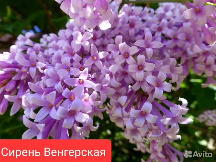 Семена Шелковицы,Сакуры,Катальпы