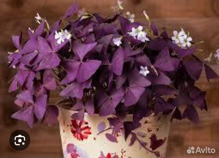 Кислица оксалис