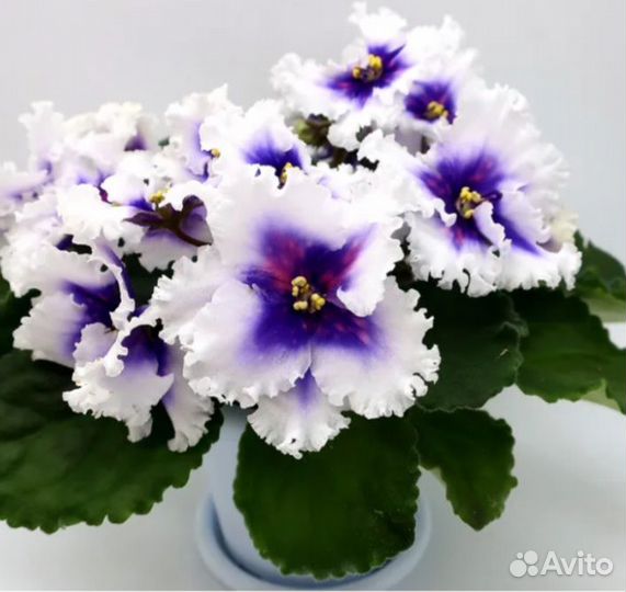 Укорененные черенки фиалок с детками