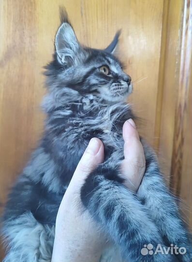 Котёнок мейн-кун