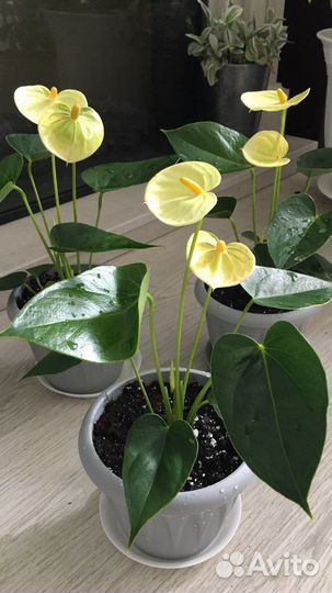 Антуриумы разные сорта