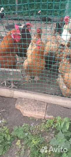 Цыплята продаются от мясояичных кур
