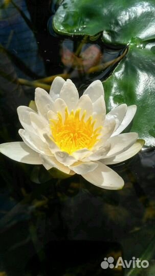 Водные растения- лилия и гиацинт