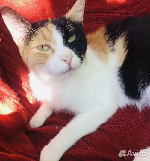 Трехцветная кошка Агата