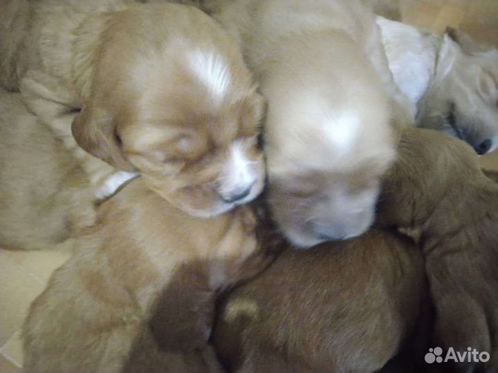 Спаниель на вязку