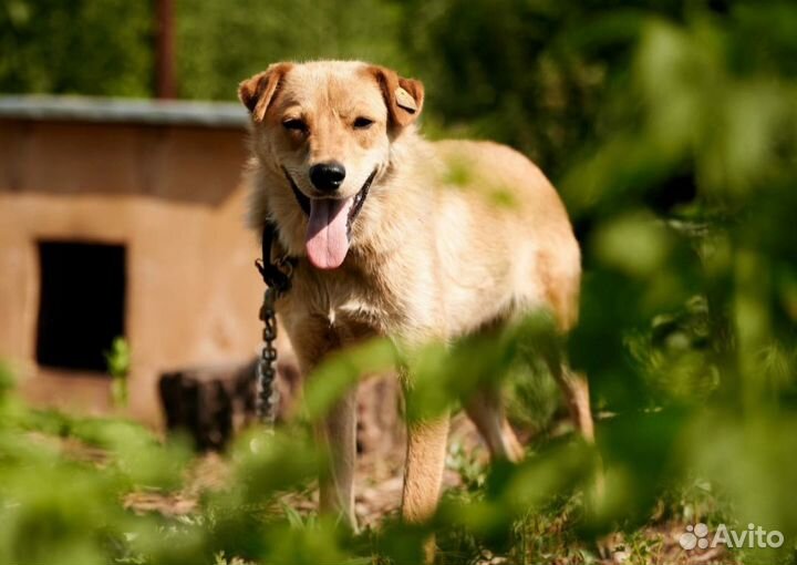 Лисе нужен дом