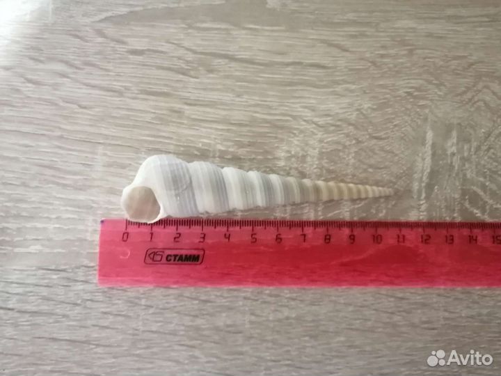 Морские ракушки и морская звезда