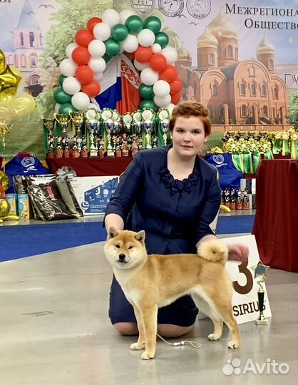 Щенки сиба ину