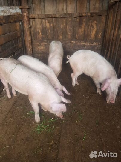 Свинина живым весом