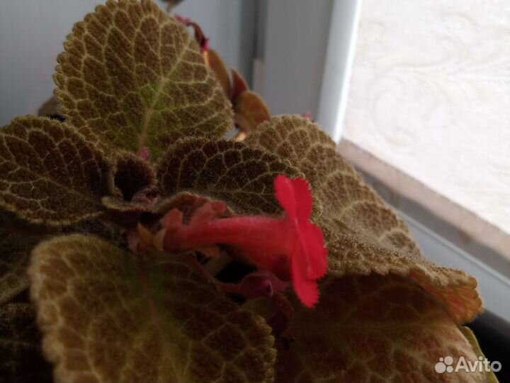 Черенки сортовых бальзаминов, эписций, бегонии