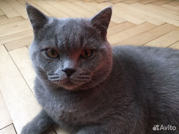 Британец вязка