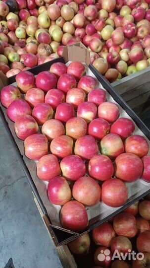 Яблоки оптом