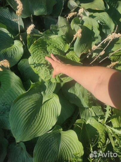 Хоста гигантская