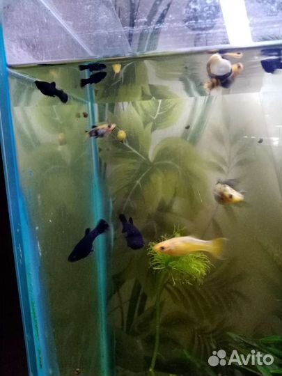 Моллинезии, сомики коридорасы