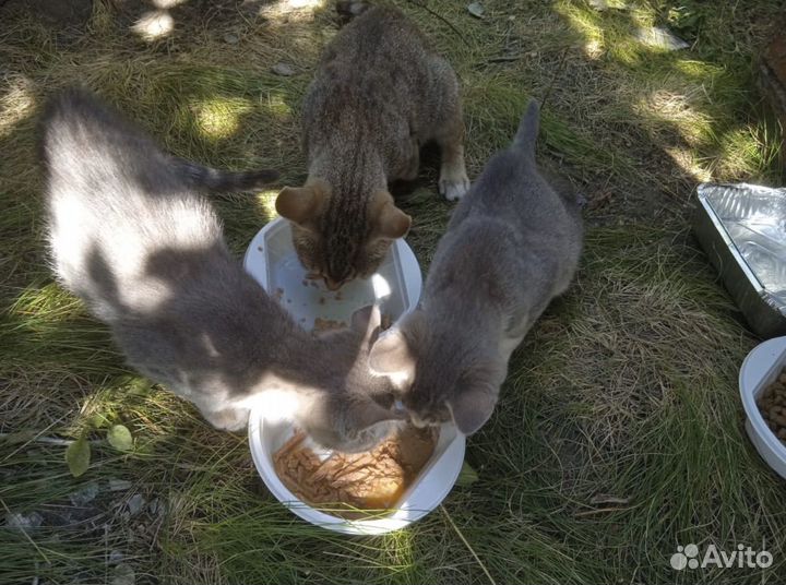 Кошки бесплатно