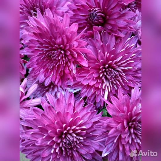 Хризантемы многолетние, цветы очень яркие