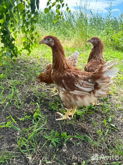 Куры молодые домашние разные