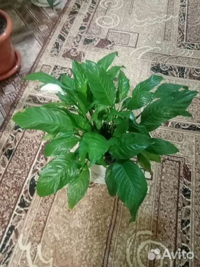 Комнатные цветы