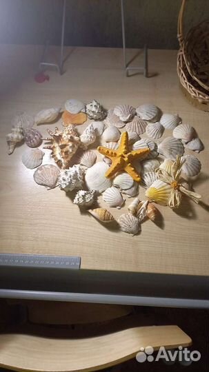 Продам ракушки с моря