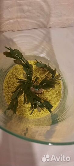 Мини аквариум