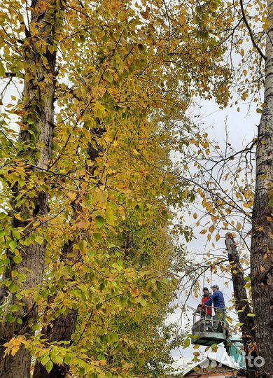 Утепление межпанельных швов,спил деревьев,веток
