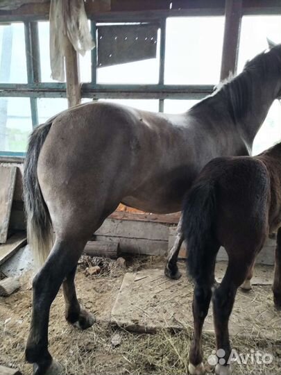 Лошадь кобыла