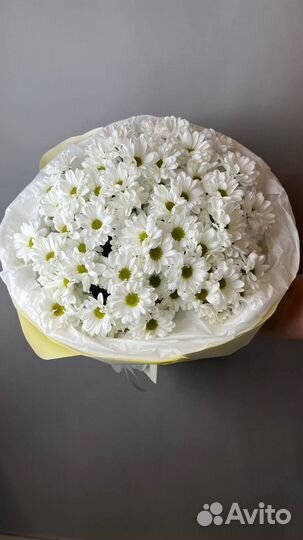 Хризантема ромашковая