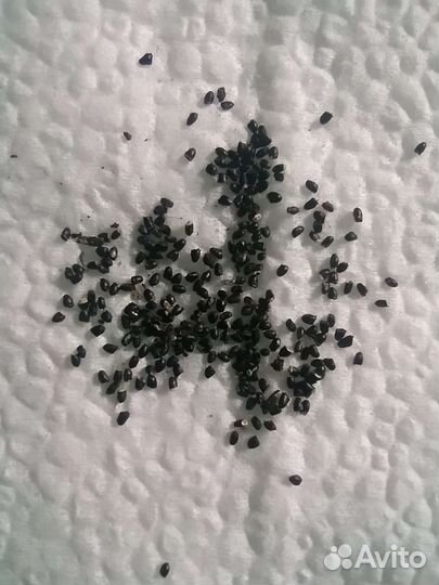 Семена кактуса Rebutia senilis