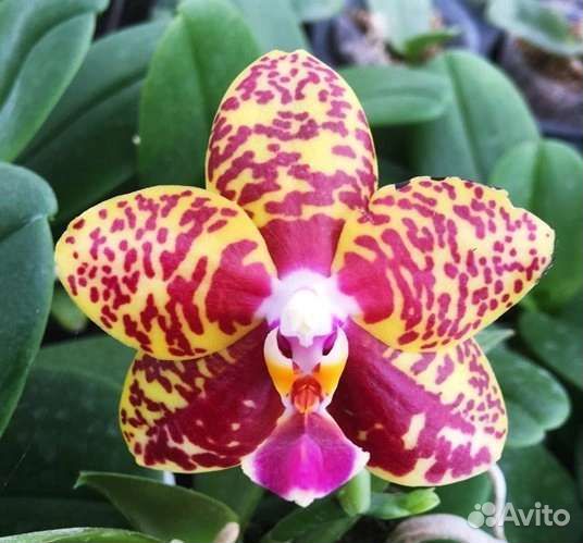 Орхидея Sogo Pony