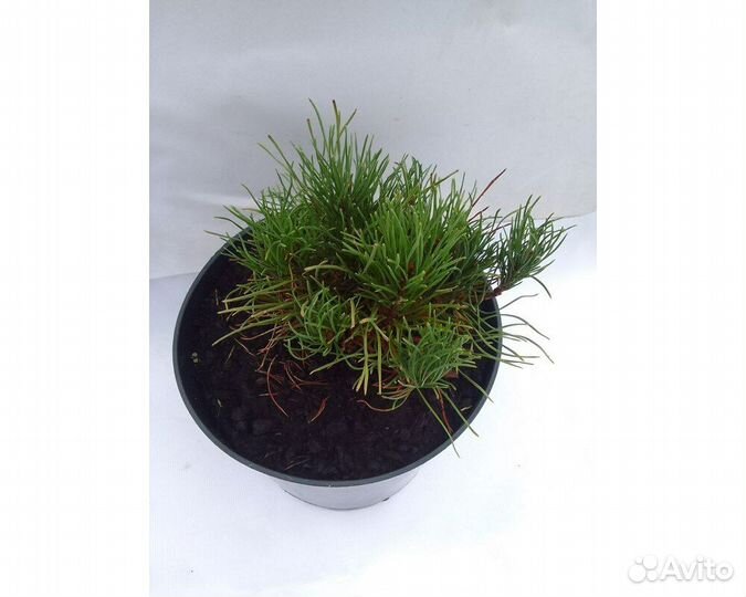 Сосна горная Pumilio