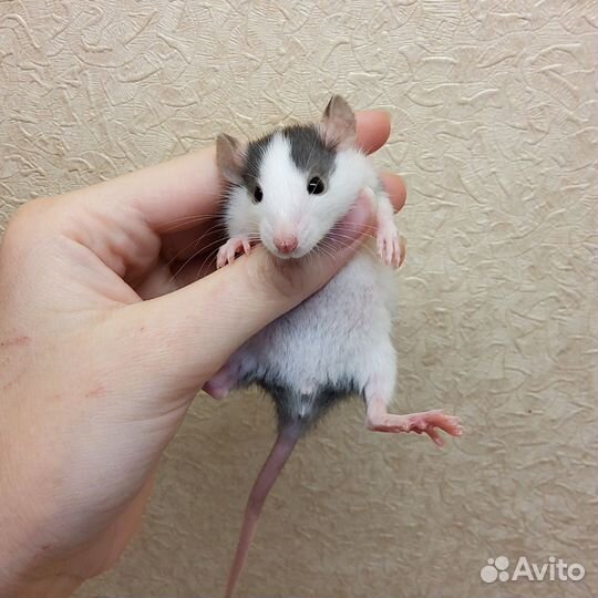 Декоративная крыса дамбо