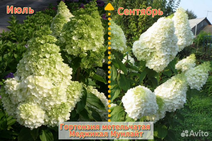 Гортензия метельчатая Меджикал Мунлайт