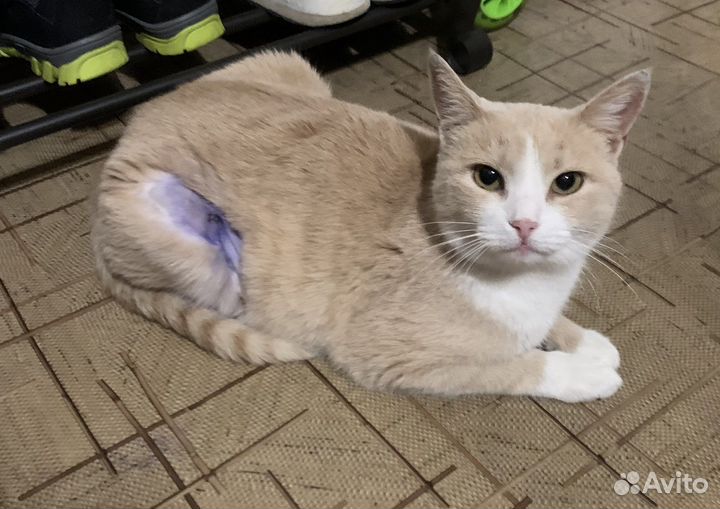 Лиска ищет дом