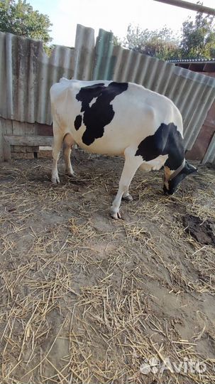 Коровы дойные молочные