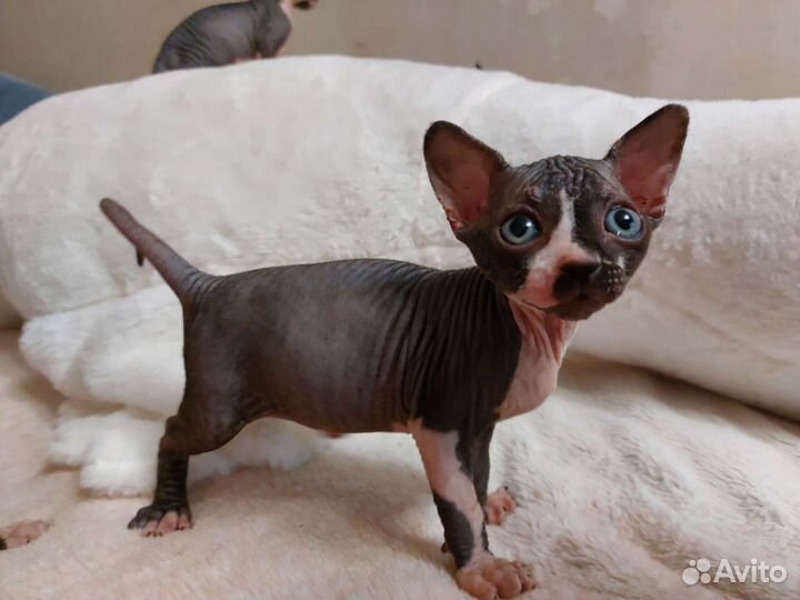 Канадский сфинкс