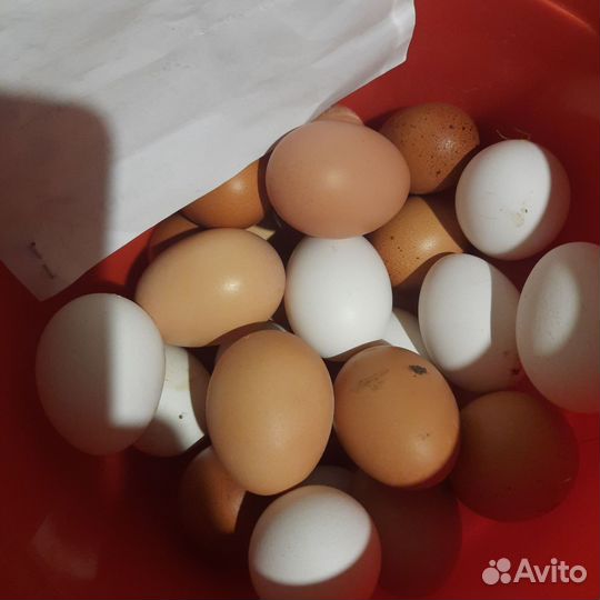 Яйцо домашнее куриное
