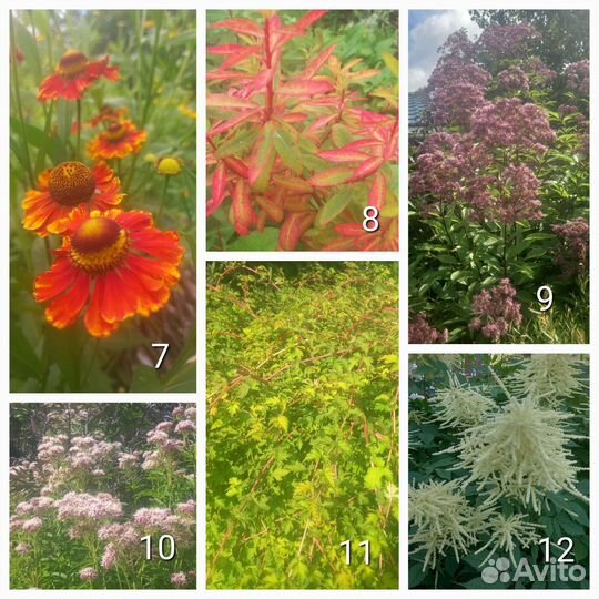 Многолетники. Часть1