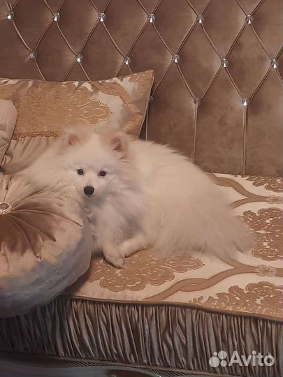 Немецкий шпиц Вязка