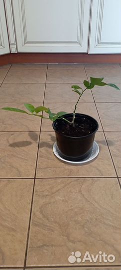 Лимонное дерево привитое