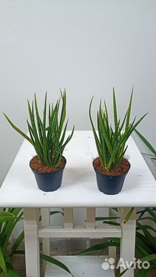 Сансевиерия