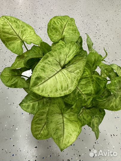 Сингониумы