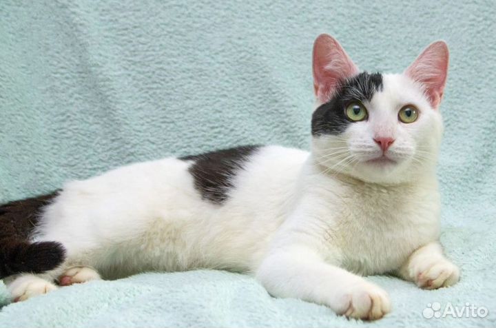 Отдам кота в добрые руки