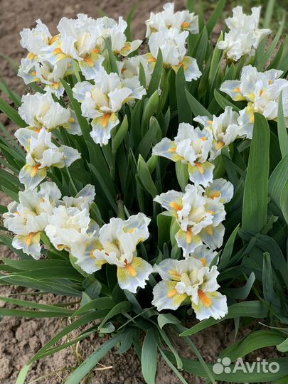 Ирисы карликовые Кайо