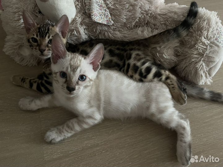Бенгальский котенок (мальчик)