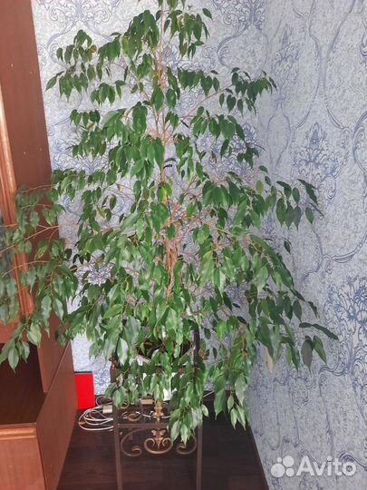 Фикус бенджамина