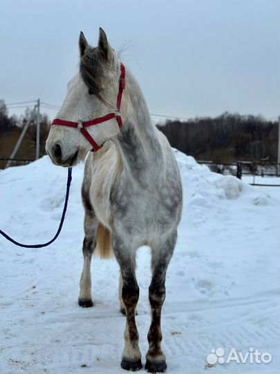 Лошадь рысак орловский