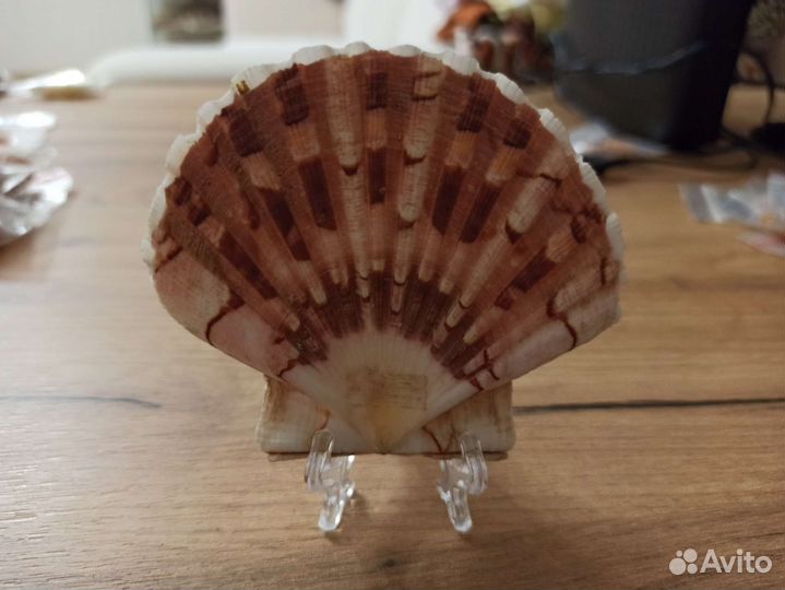 Морская раковина