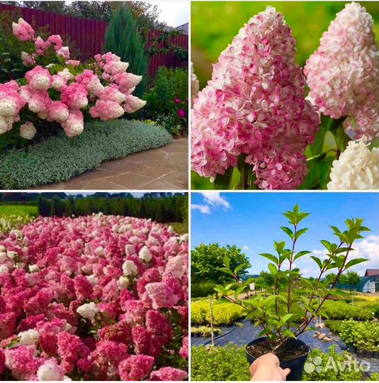 Гортензия Сандей Фрайз метельчатая